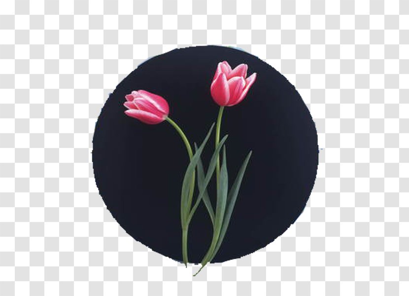 Tulip Pink - Flowering Plant - Painting Transparent PNG