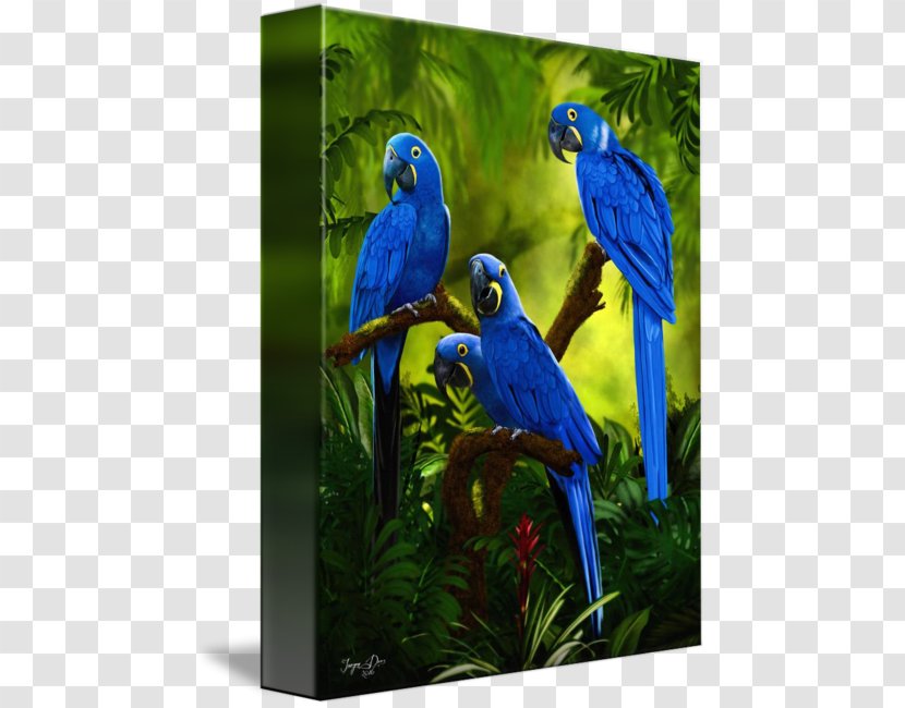 Macaw Parakeet Cobalt Blue Feather Beak - Hyacinth Transparent PNG
