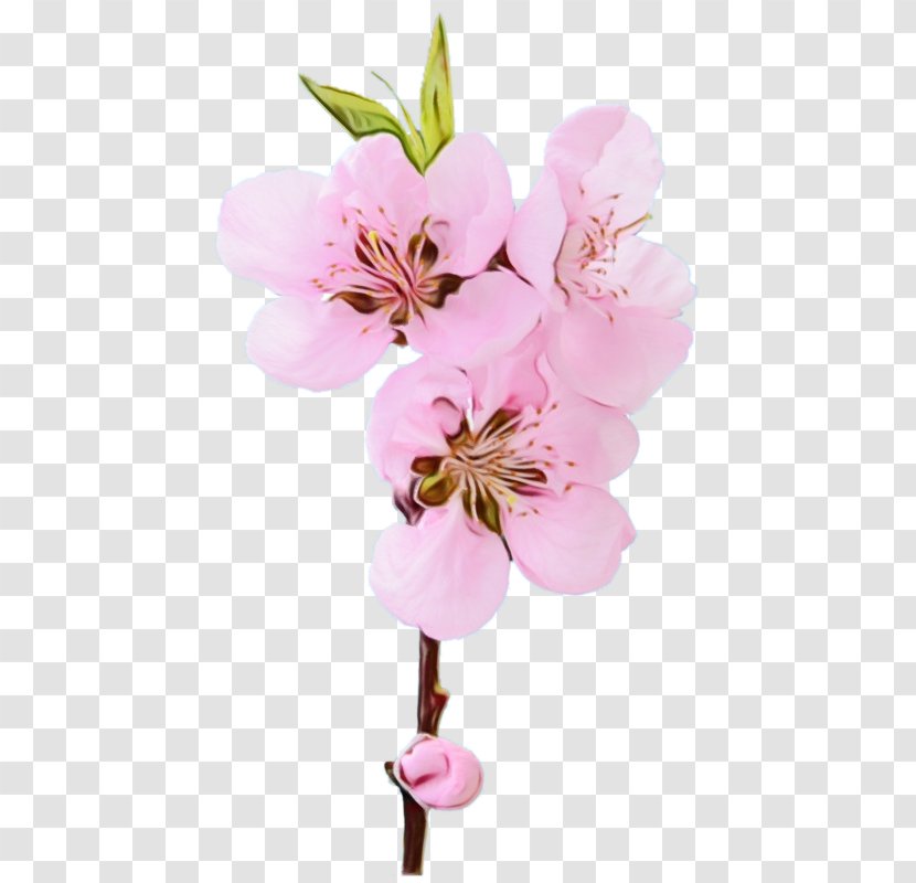 Cherry Blossom - Wet Ink - Cut Flowers Twig Transparent PNG