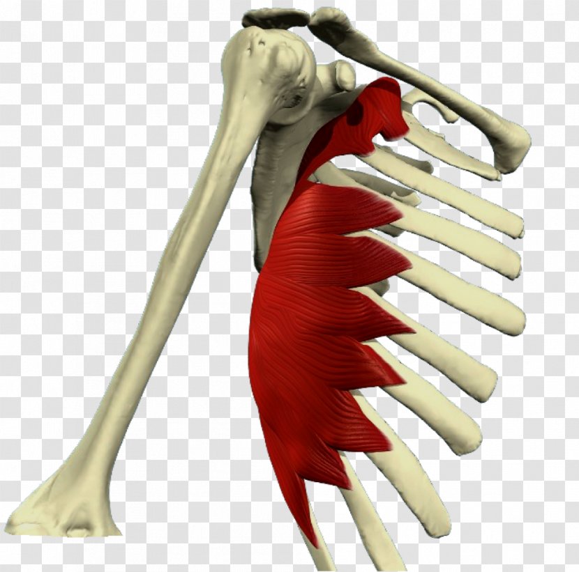 Serratus Anterior Muscle Muscular System Posterior Inferior Superior - Silhouette - Top View Transparent PNG