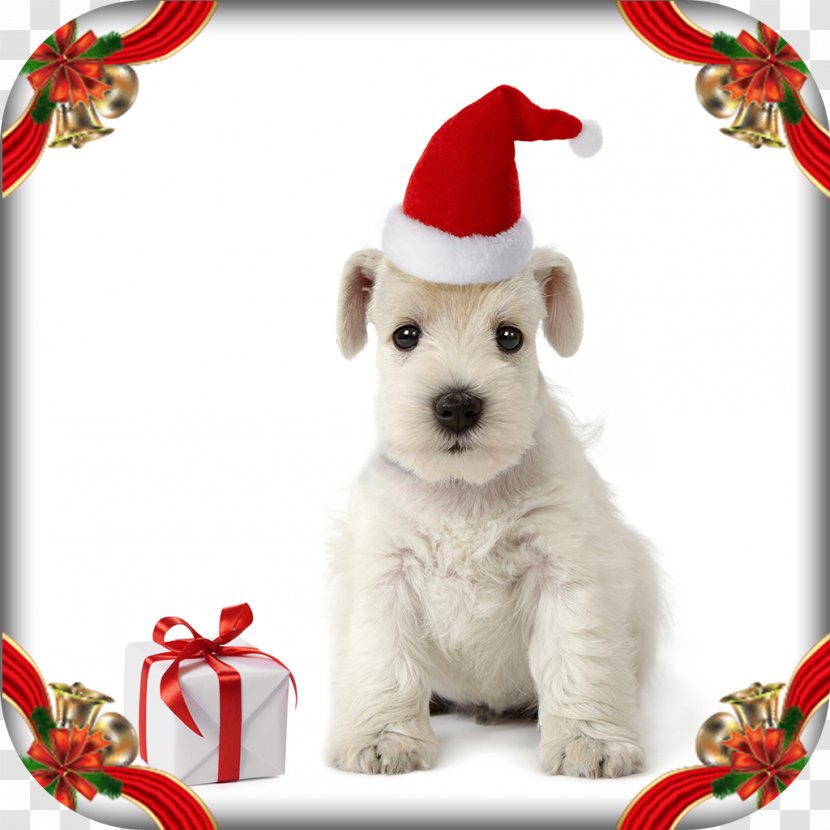 Dog Breed Puppy Miniature Schnauzer Photography - Royaltyfree Transparent PNG