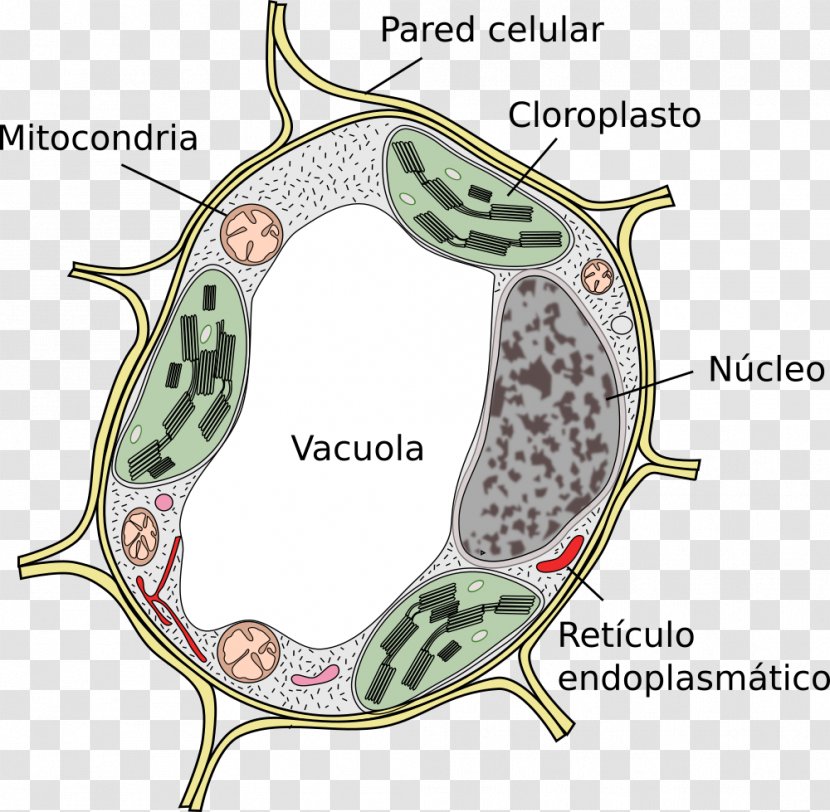 Plant Cell Vacuole Cèl·lula Eucariota - Histology Transparent PNG
