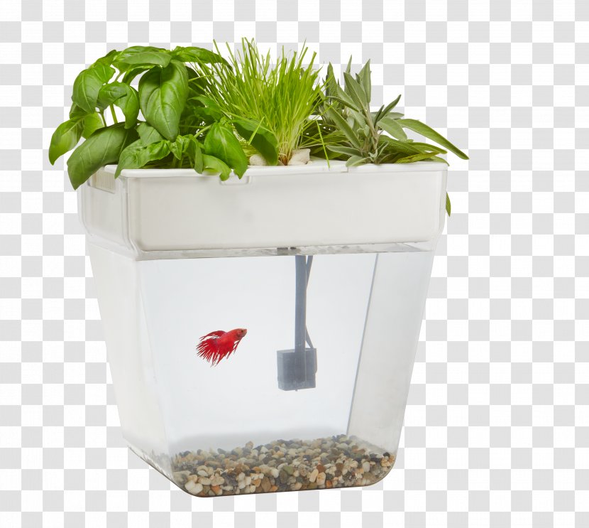 Siamese Fighting Fish Aquaponics Back To The Roots Water Garden Aquarium - Flowerpot Transparent PNG