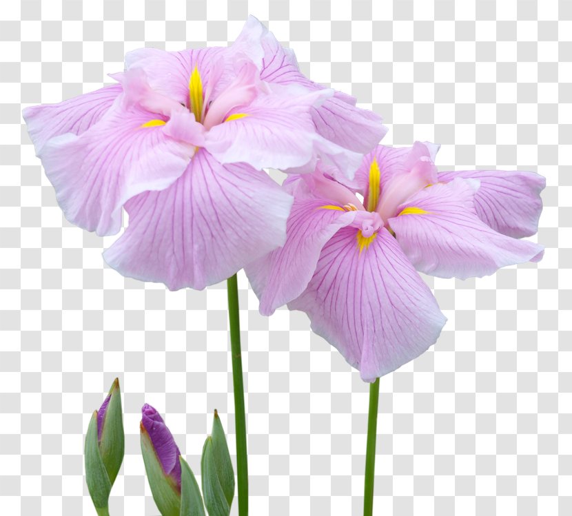 Irises Cut Flowers Garden Roses - Viola - Iris Transparent PNG