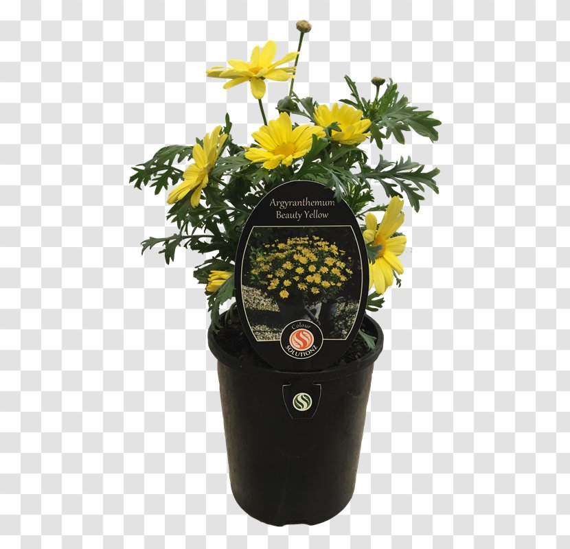 Flowerpot - Flower Transparent PNG