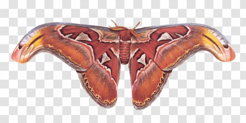 Atlas Moth Butterfly Decapoda Animal - Insect Transparent PNG