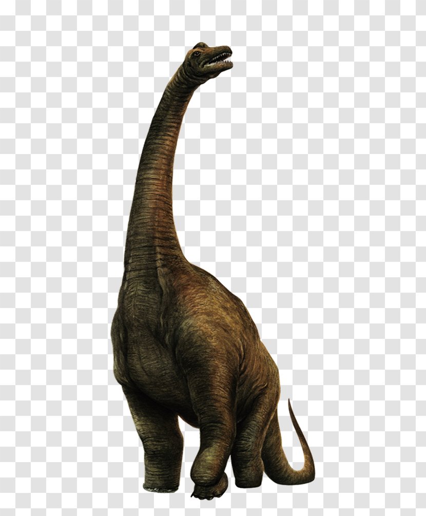 Sinosauropteryx Velociraptor Dinosaur - Terrestrial Animal - Animals Transparent PNG