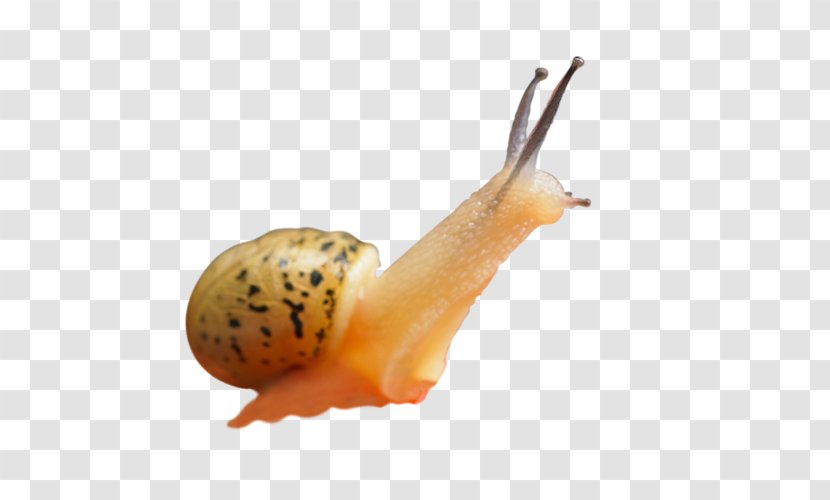 Snail Orthogastropoda - Poster - Snails Transparent PNG