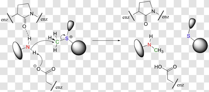 Enzyme Catalysis Active Site Nucleophilic Substitution - Body Jewelry Transparent PNG