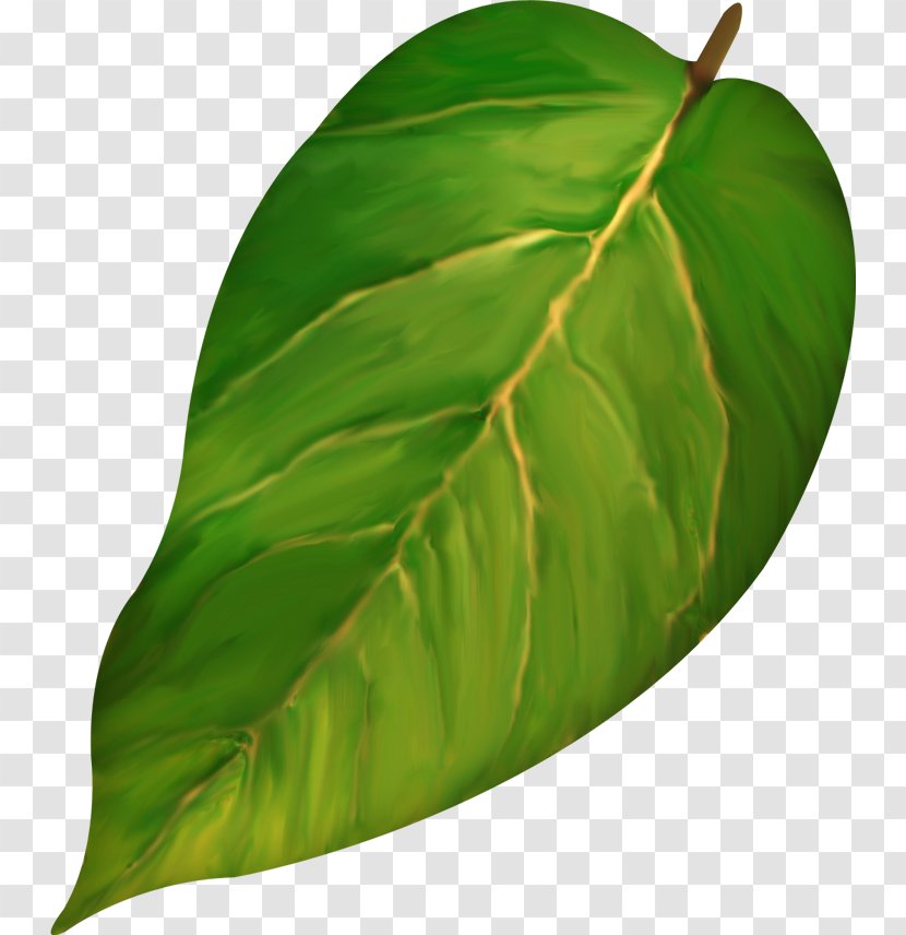 Leaf Gratis - Plant - Leaves Transparent PNG