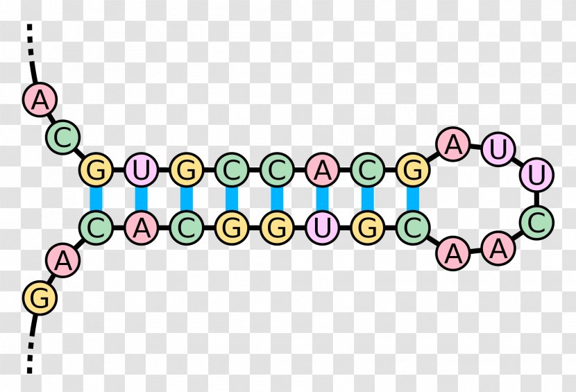 Kissing Stem-loop RNA Base Pair Nucleic Acid Double Helix - Dna - Hairpin Transparent PNG
