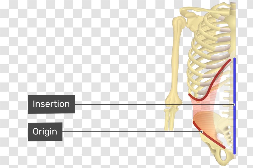 Abdominal Internal Oblique Muscle External Origin And Insertion Transverse - Watercolor - Flower Transparent PNG