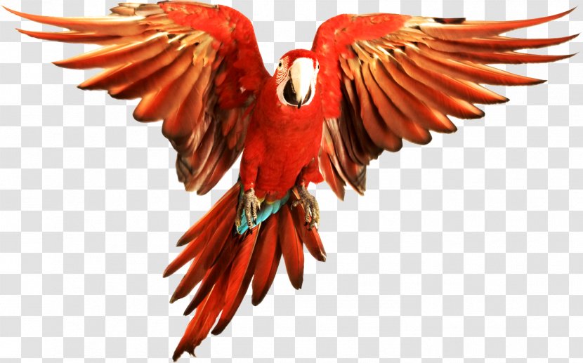 Bird Parrot Scarlet Macaw Red-and-green Blue-and-yellow - Cartoon Transparent PNG