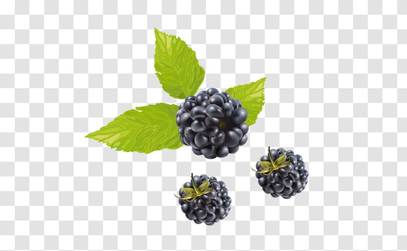 Blueberry Tea Raspberry Boysenberry Vector Graphics - Fruit Transparent PNG