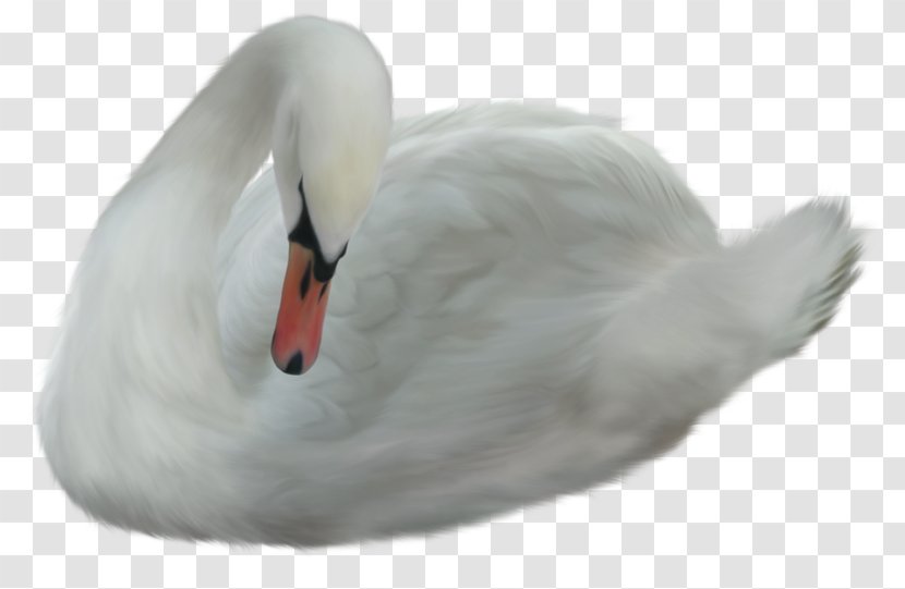 Cygnini Duck Bird - Swan Transparent PNG