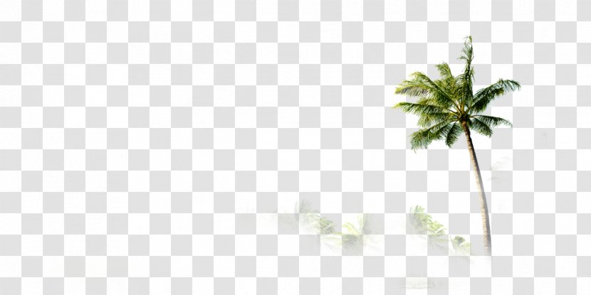 Mat Angle Tom De Alerta Pattern - Rectangle - Coconut Tree Transparent PNG