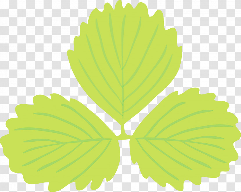 Leaf Green M-tree Tree Biology Transparent PNG