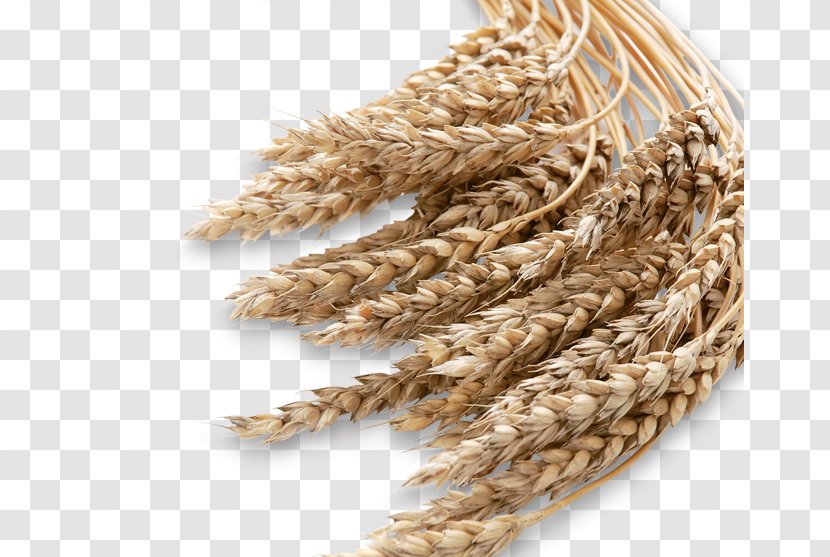 Emmer Barley Cereal Whole Grain - Food Transparent PNG