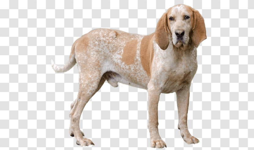 Treeing Walker Coonhound American English Foxhound Redbone - Rare Breed Dog Transparent PNG