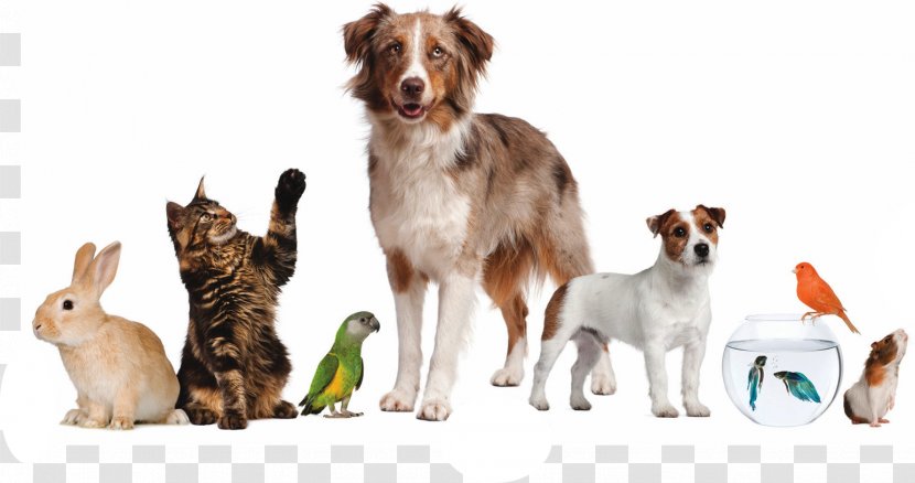 Pet Sitting Dog Puppy Cat - Animals Transparent PNG