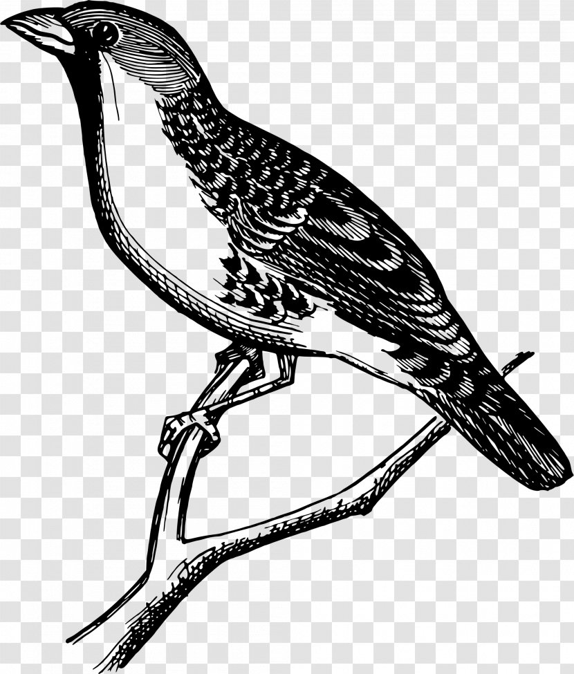 Beak Clip Art - User Interface - Monochrome Transparent PNG