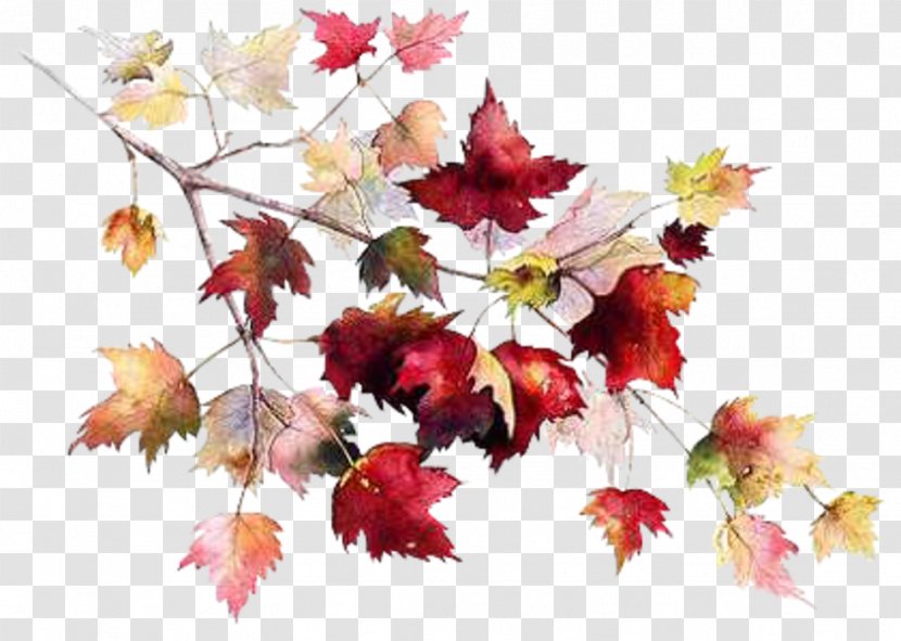 Autumn Tree Leaf Transparent PNG