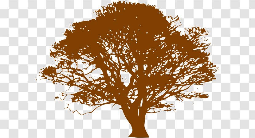 Tree Drawing Trunk Clip Art - Plant - Brown Transparent PNG
