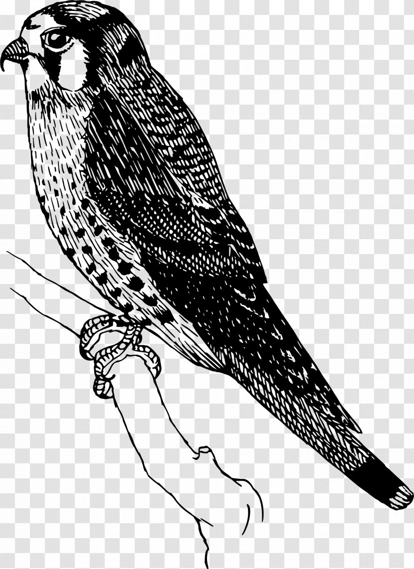 Swainson's Hawk Bird Owl Clip Art - Cuculiformes - Flying Sparrow Transparent PNG