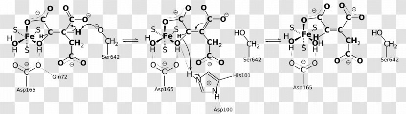Citric Acid Cycle Isocitric Alpha-Ketoglutaric Общий путь катаболизма Oxaloacetic - Flower - Indus University Transparent PNG