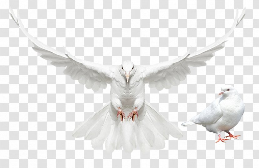 Columbidae Domestic Pigeon Dove - Release - Flying Bird Transparent PNG