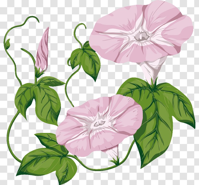 Morning Glory Field Bindweed Drawing Clip Art - Family - Shades Vector Transparent PNG