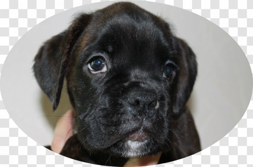 Puggle Boxer Puppy Cane Corso Dog Breed - Snout Transparent PNG