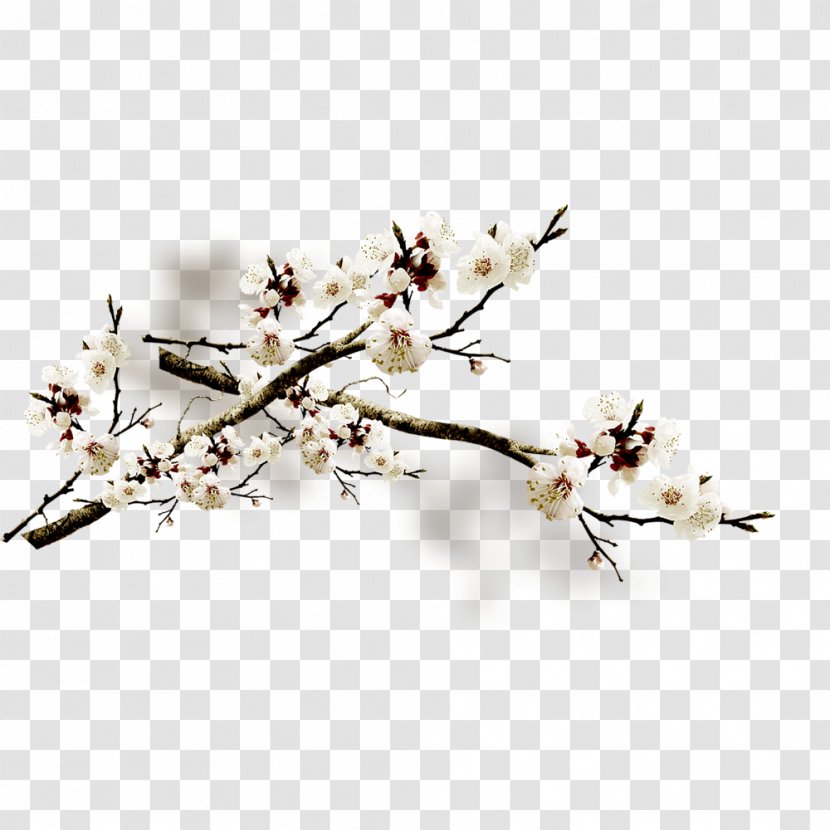 Plum Blossom Flower Petal Transparent PNG
