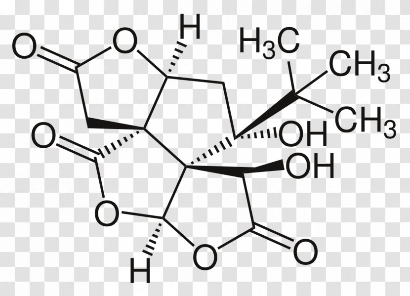 Ginkgolide Butyl Group Bilobalide Acrylate - Frame - Overlooking Ginkgo Tree Transparent PNG