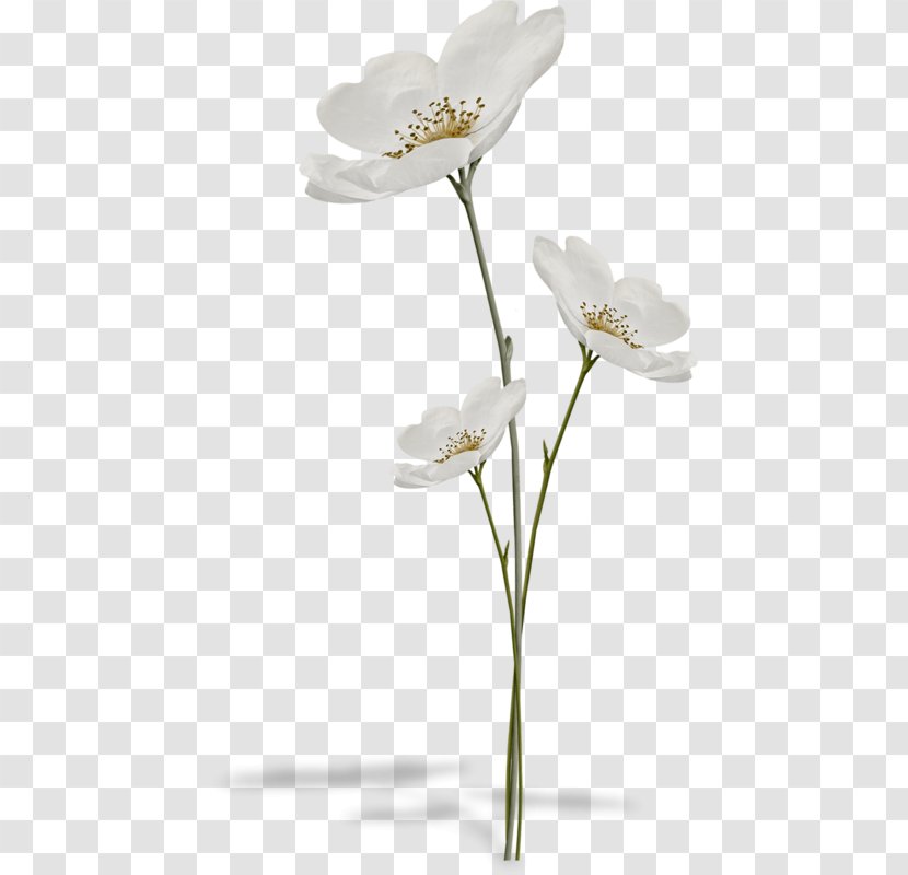 Flower Still Life Photography Clip Art Transparent PNG