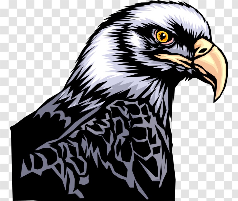 Bird Line Drawing - Beak - Peregrine Falcon Sea Eagle Transparent PNG
