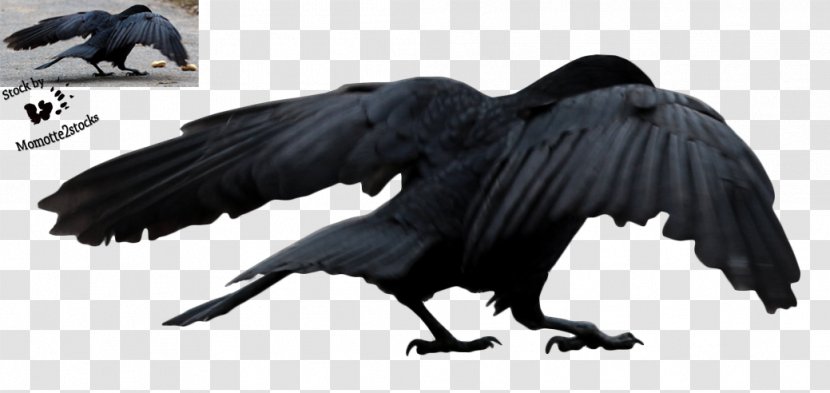 Common Raven Bird Flight Stock Clip Art - Wing - Flying Crow Transparent PNG