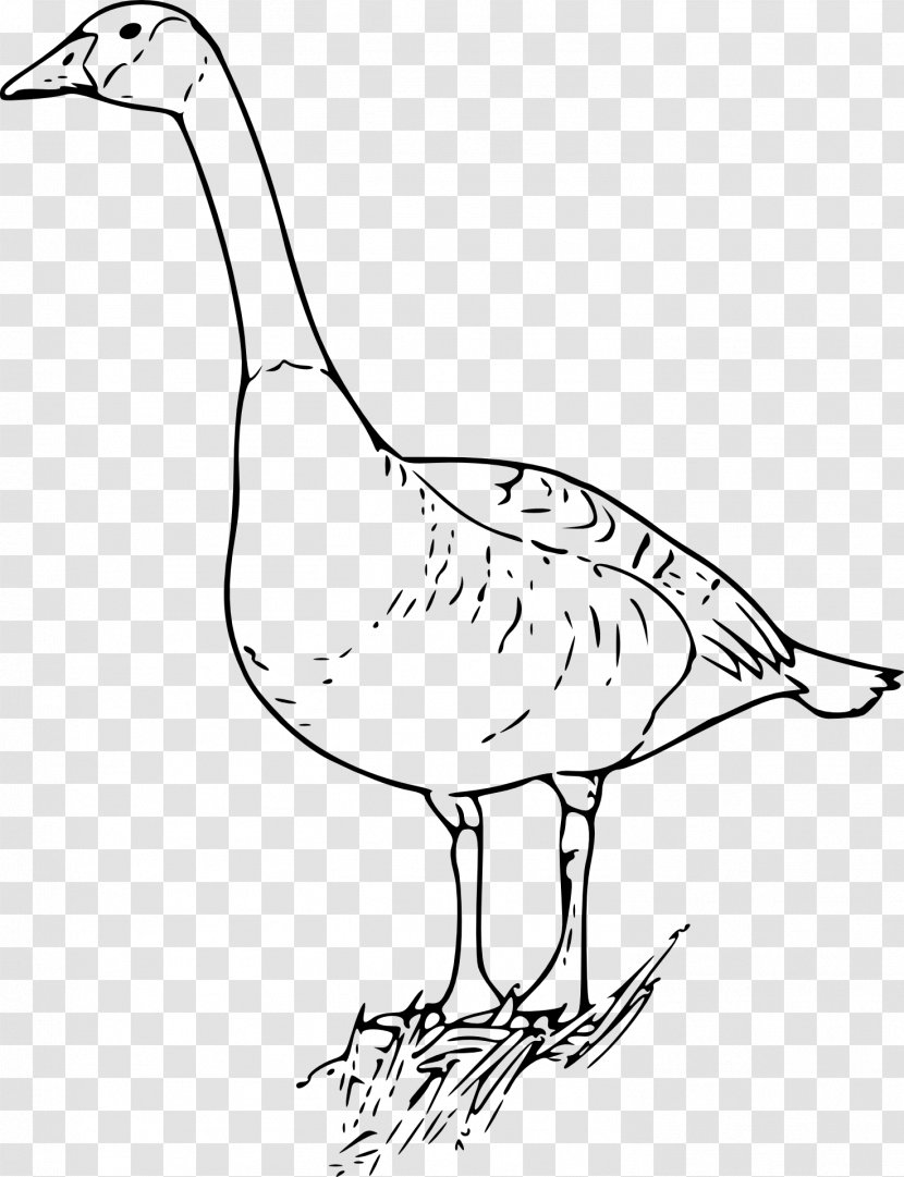 Goose Ausmalbild Coloring Book Duck Drawing - Beak - Tail Transparent PNG