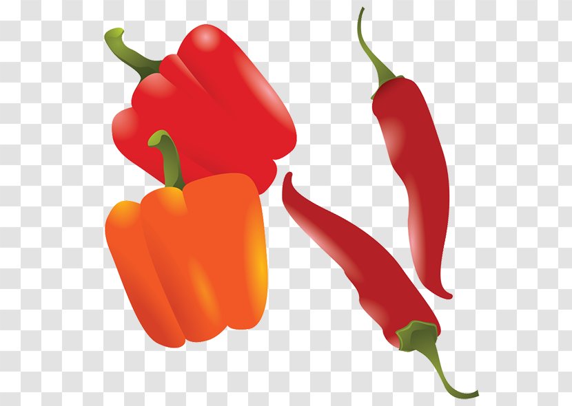 Chili Pepper Drawing Bell - Pimiento Transparent PNG