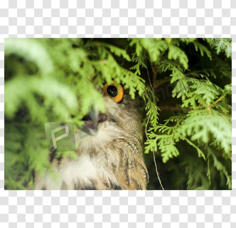 Eurasian Eagle-owl Greater Swiss Mountain Dog Cygnini Bald Eagle - Owl Transparent PNG