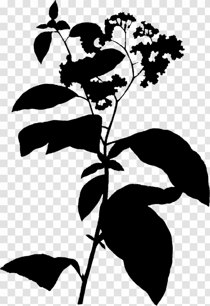 Heliotropium Flowering Plant Plants Subshrub Stem - Family Transparent PNG
