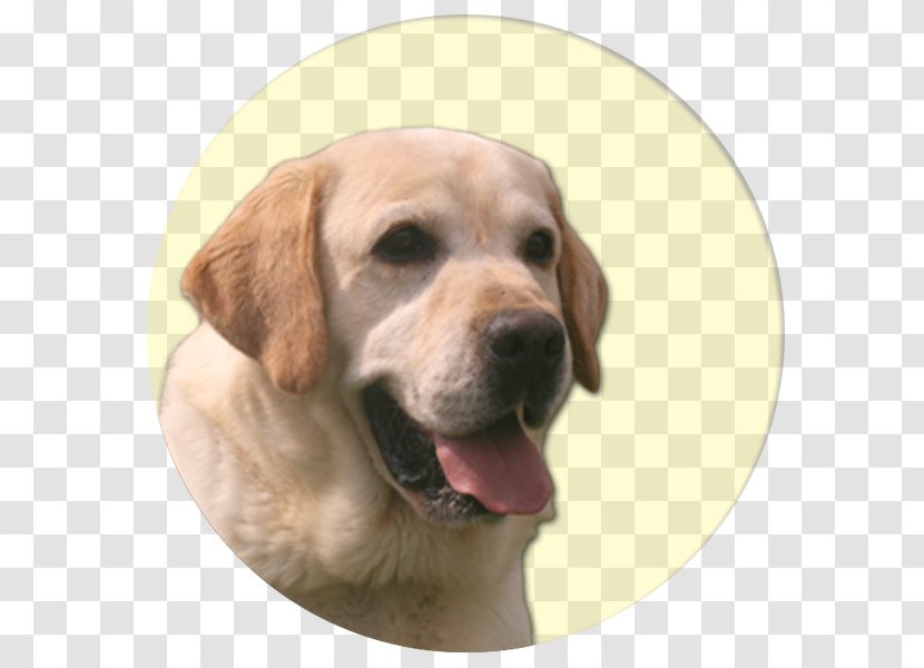 Labrador Retriever Golden Puppy Dog Breed Companion - Snout Transparent PNG
