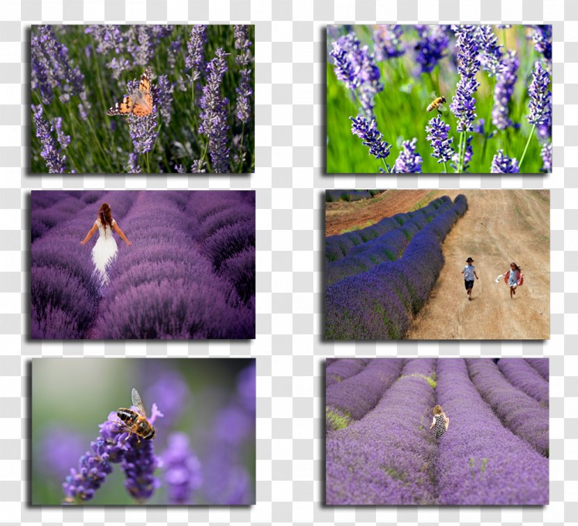 English Lavender Gardens Lake Salda French Isparta - Purple - LAVANTA Transparent PNG