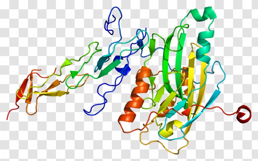 Herpesvirus Entry Mediator Protein TNF Receptor Superfamily LIGHT - Tumor Necrosis Factor Alpha - Light Transparent PNG