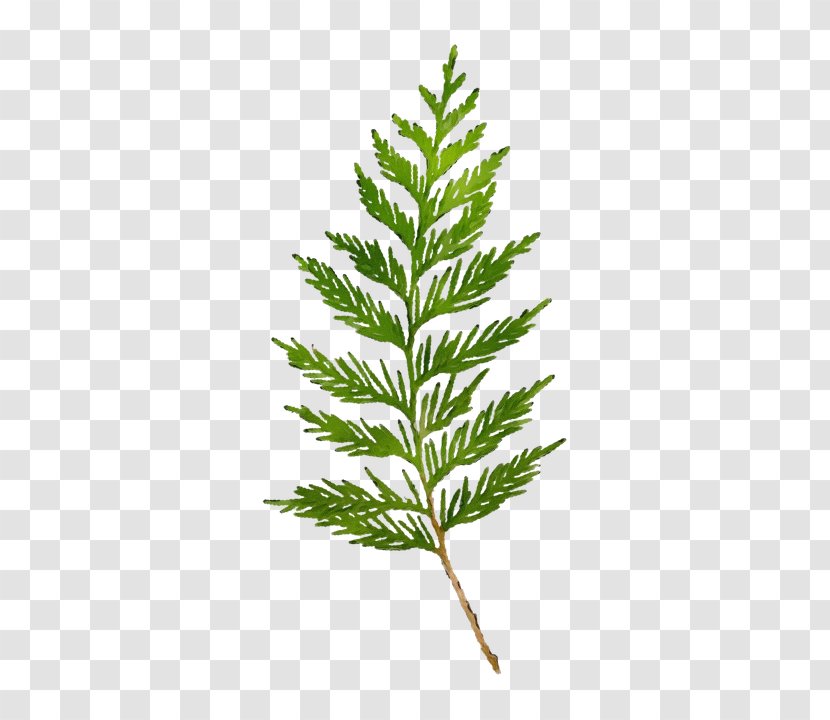 Yellow Fir Plant Leaf White Pine Red Juniper - Tree - Vascular Jack Transparent PNG