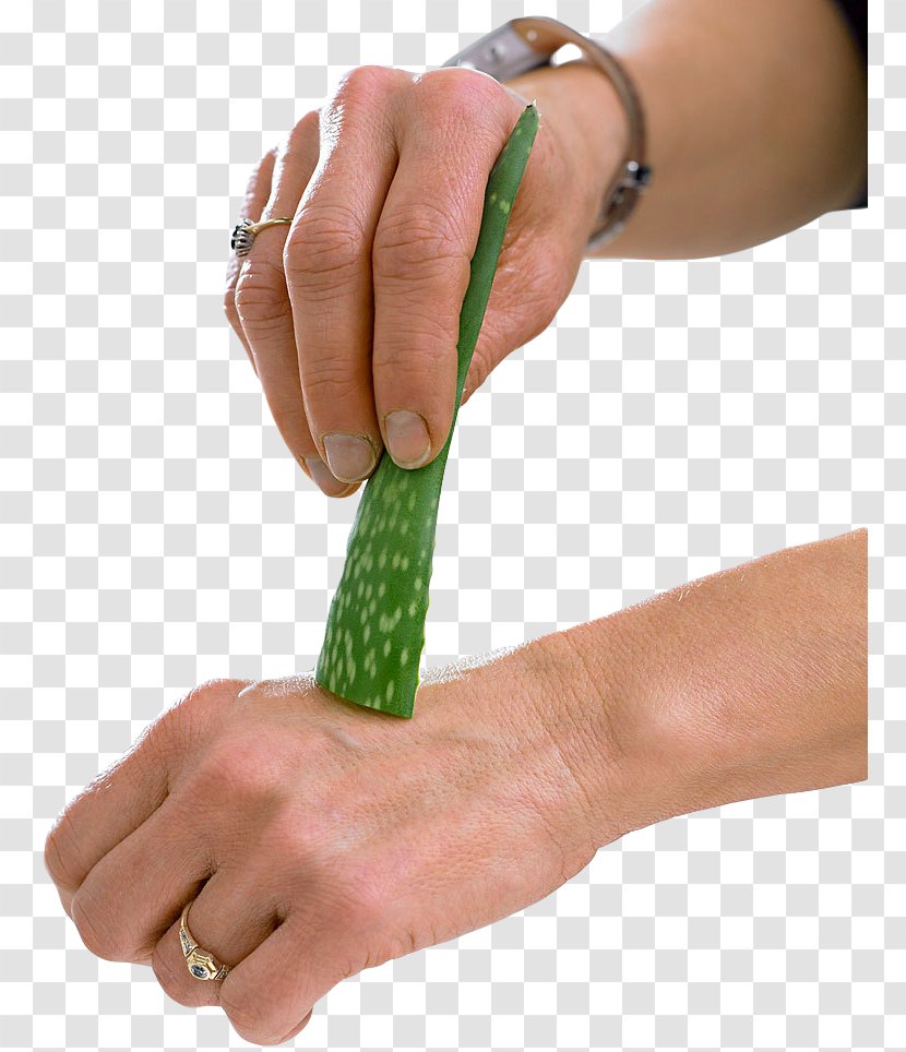 Aloe Plant Reproduction Thumb Nail - Finger Transparent PNG