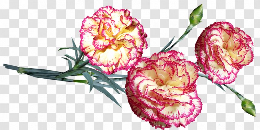 Flower Carnation Plant Pink Flowering - Petal Cut Flowers Transparent PNG