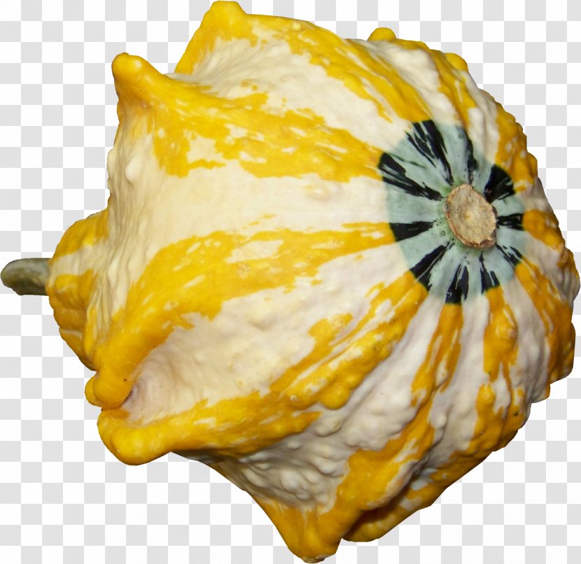 Pattypan Squash Calabaza Winter Pumpkin - Cucurbita Pepo Transparent PNG