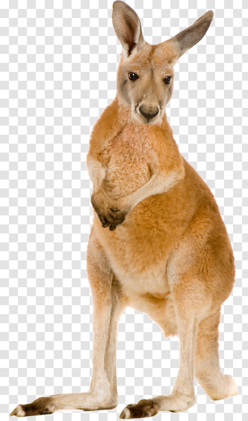 Red Kangaroo Eastern Grey Macropodidae Stock Photography Transparent PNG