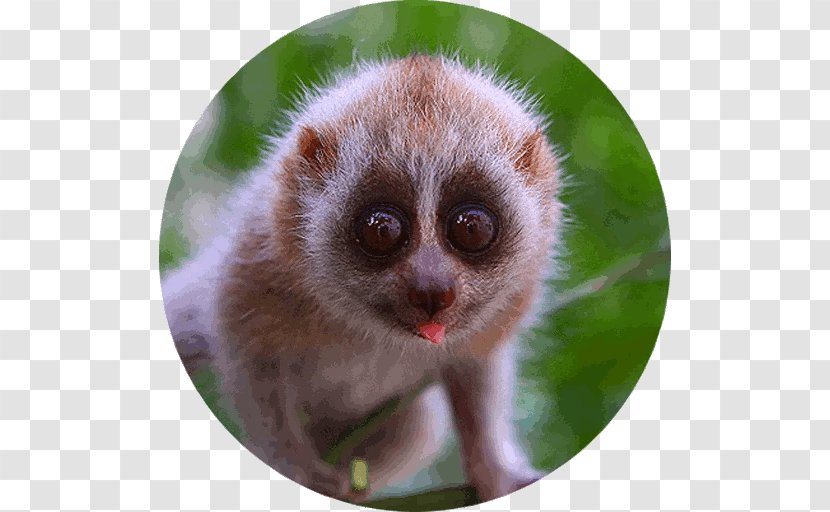 Pygmy Slow Loris Primate Cuteness Sunda Bengal Transparent PNG
